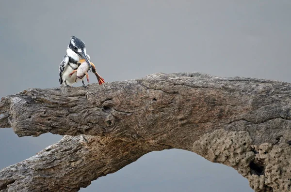 Pied Kingfisher Rozbija Żabę Gałęzi Drzewa Szare Tło Namibia — Zdjęcie stockowe