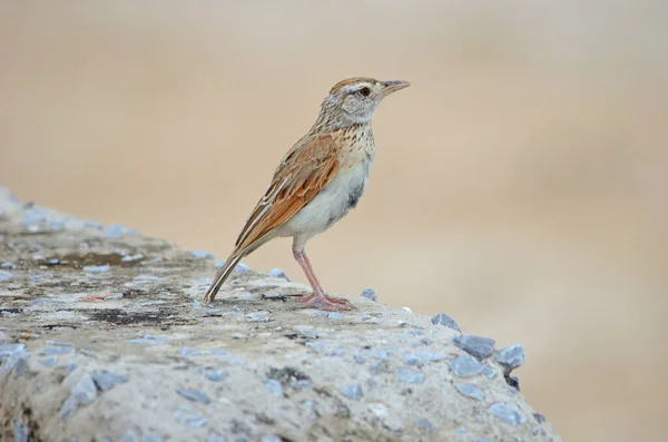 Nahaufnahme Von Roter Feldlerche Grauem Felsen Braunem Hintergrund Namibia — Stockfoto