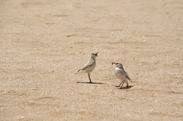 Dwa Czaty Pustynnym Piasku Namibii — Zdjęcie stockowe
