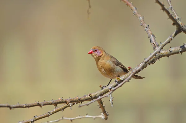 Weiblicher Wachsvogel Auf Zweig Namibia — Stockfoto