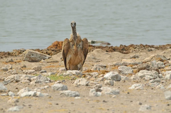 Zbliżenie Sępa Białego Krawędzi Wody Etosha — Zdjęcie stockowe