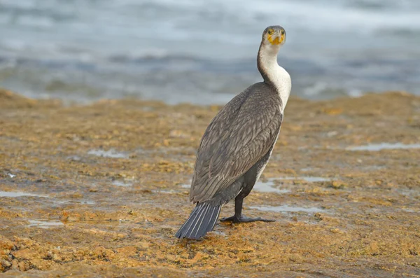 Крупный План Белогрудых Бакланов Краю Воды Намибия — стоковое фото