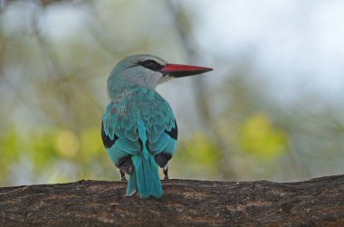 Kuzey Namibya, Afrika 'da ağaç balıkçılığı şubesi