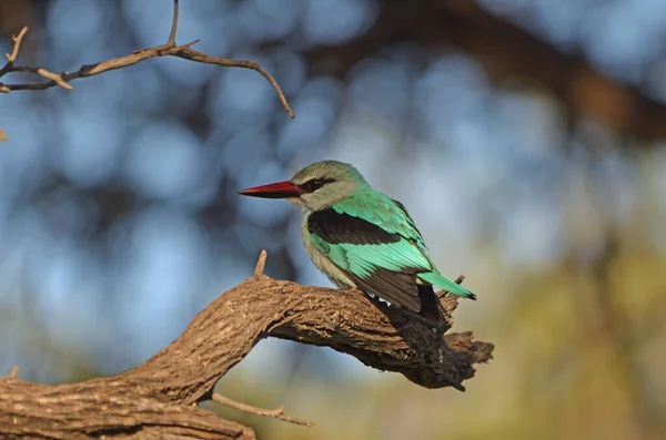 Waldeisvogel Auf Zweig Norden Namibias — Stockfoto