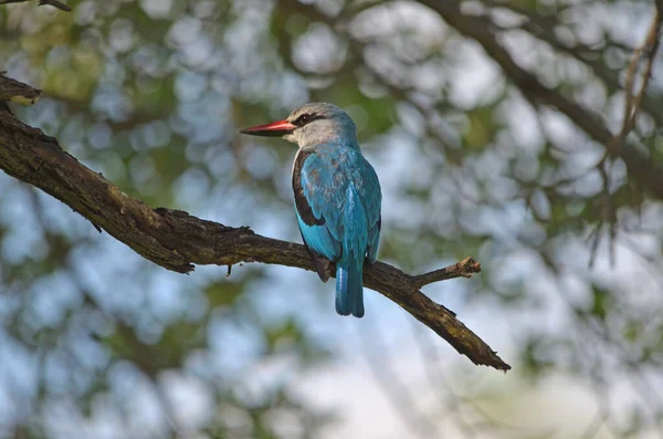 Kuzey Namibya 'da ağaç balıkçılığı şubesi
