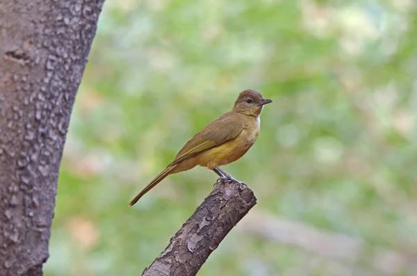 Bulbul Vert Ventre Jaune Sur Branche Fond Vert Namibie Nord — Photo