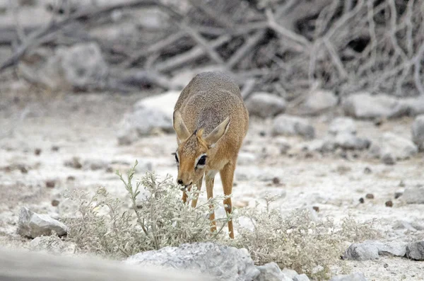 Damara Dik Dik Rosicchia Arbusto Parco Nazionale Etosha — Foto Stock