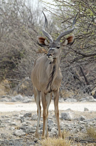 Büyük Kudu Etosha Ulusal Parkı Nın Manzarası — Stok fotoğraf