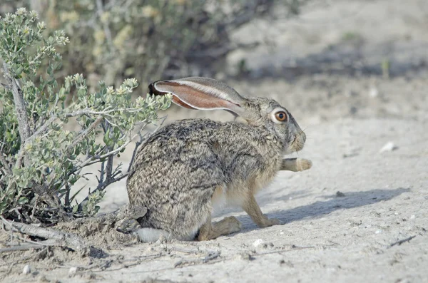 Lepre Del Capo Tiene Zampa Nel Parco Nazionale Etosha — Foto Stock