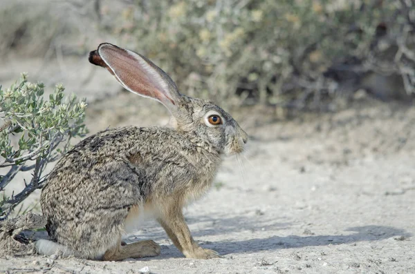 Primo Piano Capo Lepre Nel Parco Nazionale Etosha — Foto Stock