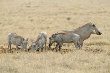 Kuru otların arasındaki yaban domuzu sürüsü, Etosha Ulusal Parkı