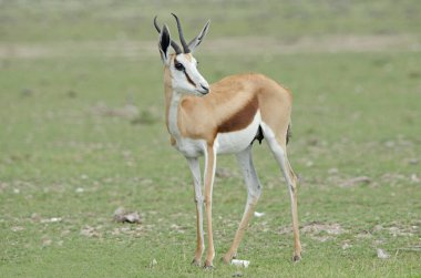 Springbok yeşil arka planlı, Etosha Ulusal Parkı, Namibya