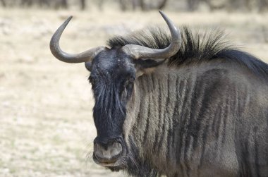 gnu 'nun (mavi antilop) yakın çekimi, Etosha Ulusal Parkı