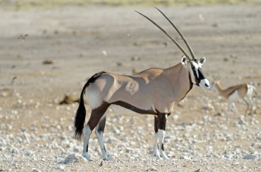 Afrika antilobu (gemsbok), Etosha Milli Parkı