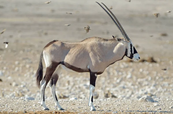Vue Latérale Oryx Gemsbok Oiseaux Volants Parc National Etosha — Photo