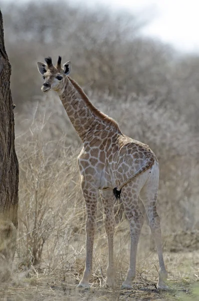 Giovane Giraffa Guarda Macchina Fotografica Namibia Meridionale — Foto Stock