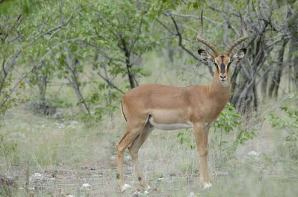 Siyah Yüzlü Erkek Etosha Milli Parkı Ndaki Kameraya Bakıyor — Stok fotoğraf