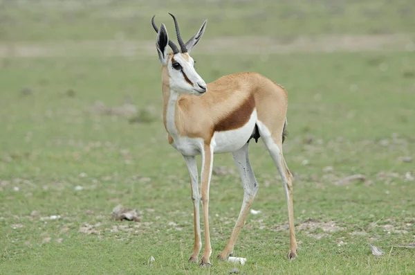 Springbok Green Background Etosha National Park Namibia — Stock Photo, Image