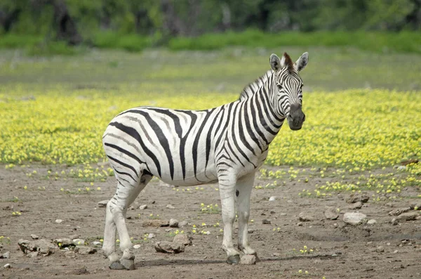 Zebra Nel Parco Nazionale Etosha Campo Fiori Gialli Sullo Sfondo — Foto Stock