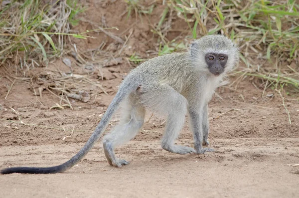 Söt Baby Vervet Apa Korsar Vägen Namibia — Stockfoto