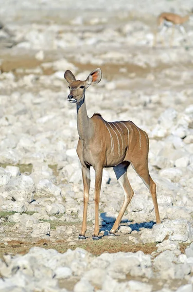 Jeune Femme Kudu Pierres Blanches Parc National Etosha — Photo