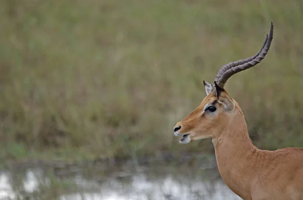 Vue Latérale Impala Commun Nord Namibie — Photo