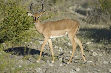 Siyah yüzlü erkek Impala, kameraya bakıyor, Etosha Ulusal Parkı