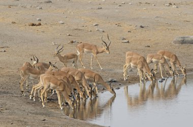 Etosha Milli Parkı 'ndaki su birikintisinde içen siyah yüzlü Impala sürüsü.