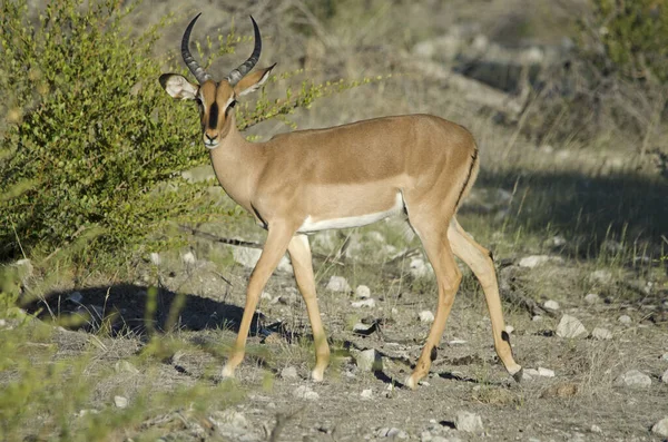 Siyah Yüzlü Erkek Impala Kameraya Bakıyor Etosha Ulusal Parkı — Stok fotoğraf