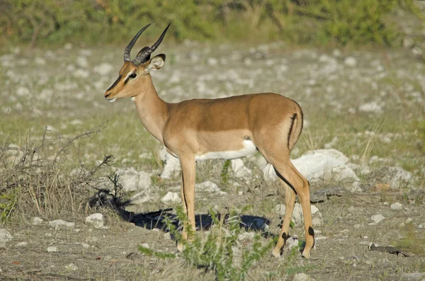 Masculino Preto Face Impala Vista Lateral Etosha National Park — Fotografia de Stock