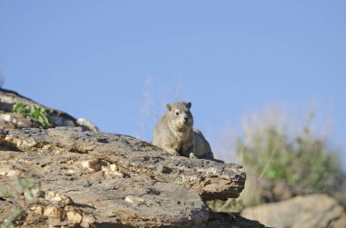 Dassie (kaya hyrax) kendini kayaların üzerinde güneşlendirir, Namibya