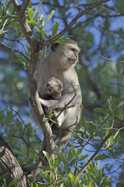 Kuzey Namibya 'da ağaçta anne ve çocuk vervet maymunu