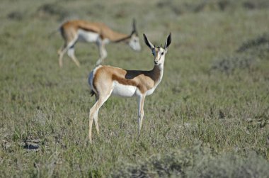 Yeşil çimlerde küçük boynuzları olan genç yay sıçanı, Etosha Milli Parkı