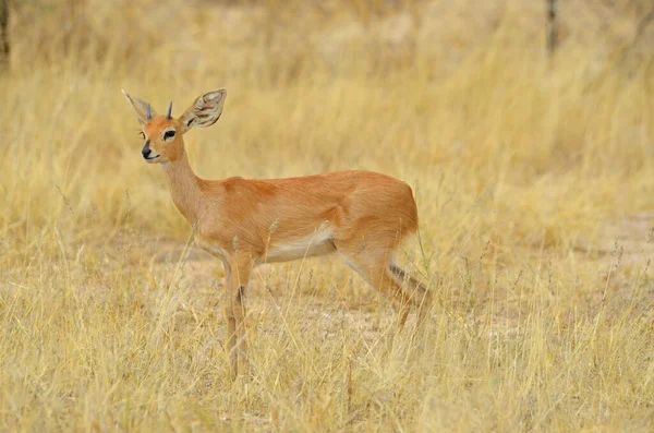 Steenbok Dans Herbe Haute Jaune Parc National Etosha — Photo