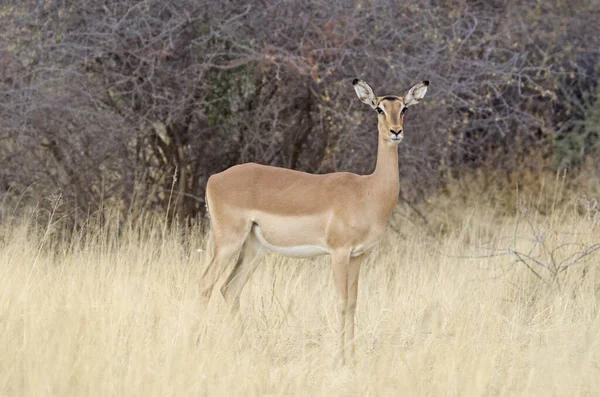 Namibya Uzun Otların Arasında Yaygın Bir Impala — Stok fotoğraf