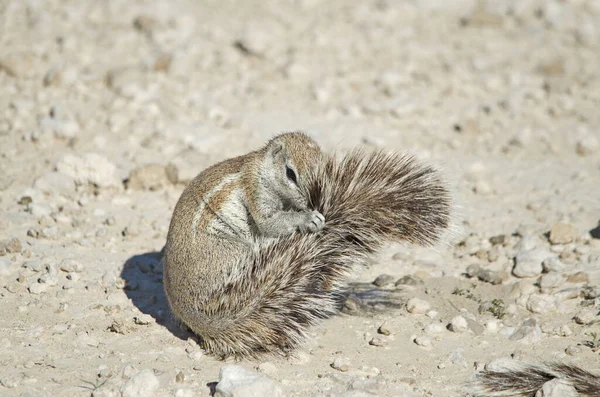 Scoiattolo Terra Sudafricano Pulisce Coda Parco Nazionale Etosha — Foto Stock