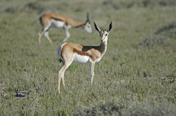 Giovane Springbok Con Piccole Corna Erba Verde Parco Nazionale Etosha — Foto Stock