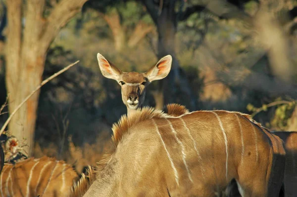 Femme Grand Kudu Regarde Caméra Dans Lumière Soleil Après Midi — Photo