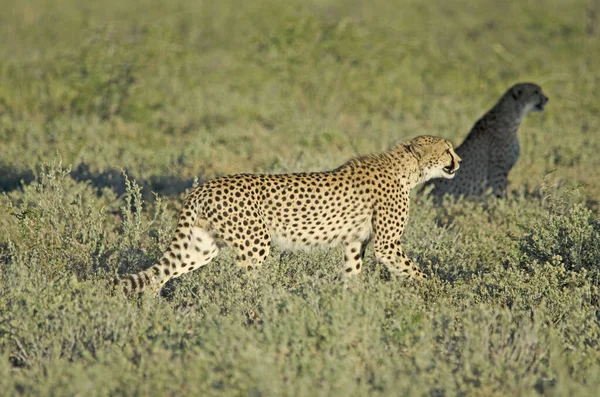 Cheetah Grama Verde Alta Etosha National Park — Fotografia de Stock