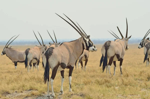 Troupeau Oryx Gemsbok Parc National Etosha — Photo