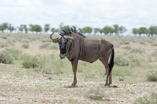 Wildebeest Blu Gnu Nel Parco Nazionale Etosha Alberi All Orizzonte — Foto Stock