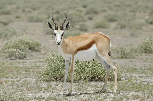 Springbok Savanda Etosha Milli Parkı — Stok fotoğraf