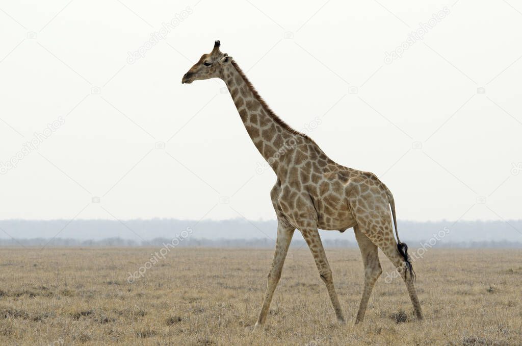 Giraffe walks along plain, flat clear horizon, sparce, Etosha National Park