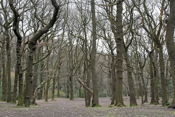 Opuszczony Las Wielkiej Brytanii Pod Koniec Zimy — Zdjęcie stockowe