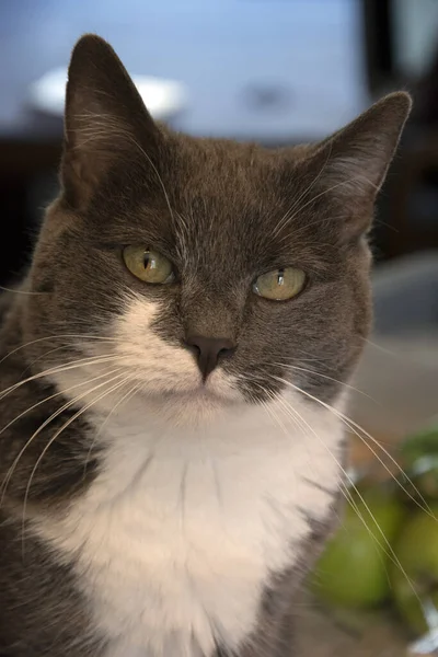 Primo Piano Del Gatto Bianco Grigio Lampeggiante — Foto Stock