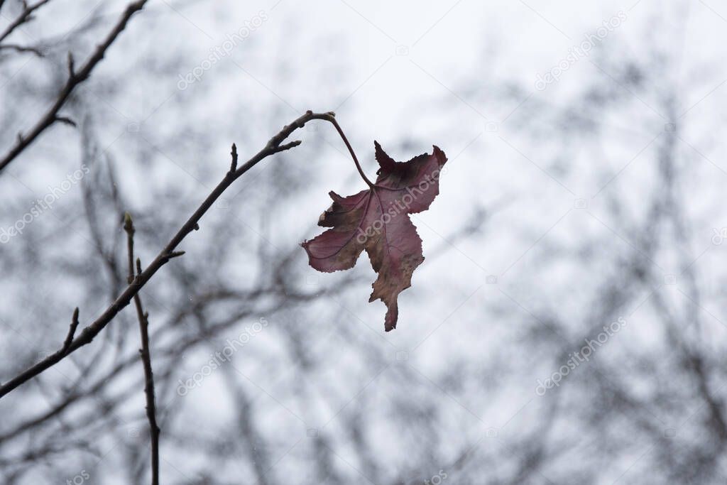 Last autumn leaf against grey sky, UK