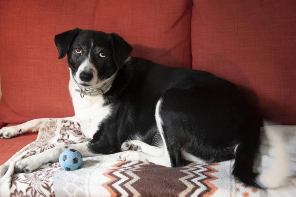 Pet dog on orange couch with blue ball