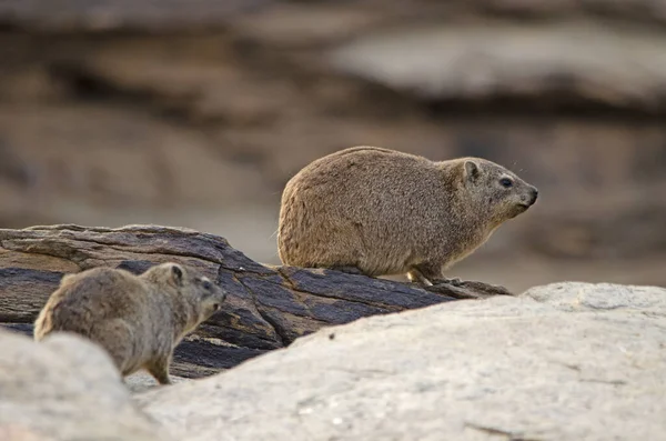 Primo Piano Della Coppia Dassie Rock Hyrax Namibia — Foto Stock