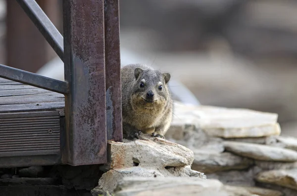 Rock Hyrax Dassie Coetanei Intorno Palo Arrugginito Rocce Namibia — Foto Stock