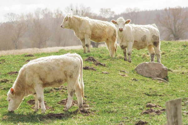 Белые коровы в зеленом поле — стоковое фото